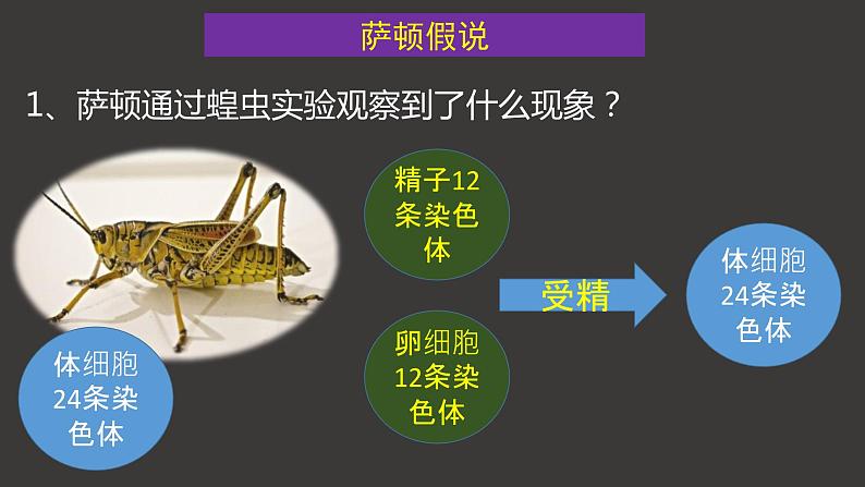 2.2 基因在染色体上 课件-人教版（2019）高中生物必修2遗传与进化第4页