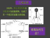 3.1 DNA是主要的遗传物质（第2课时）课件-2020-2021学年人教版（2019）高中生物必修2遗传与进化