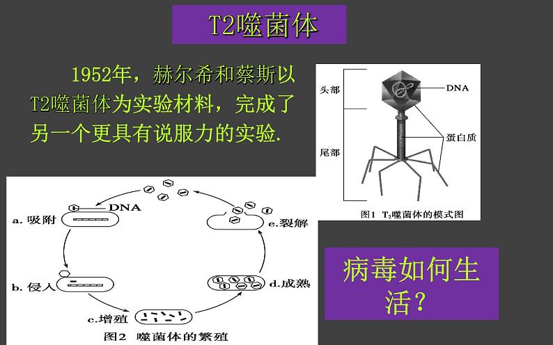 3.1 DNA是主要的遗传物质（第2课时）课件-2020-2021学年人教版（2019）高中生物必修2遗传与进化第4页