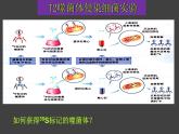 3.1 DNA是主要的遗传物质（第2课时）课件-2020-2021学年人教版（2019）高中生物必修2遗传与进化