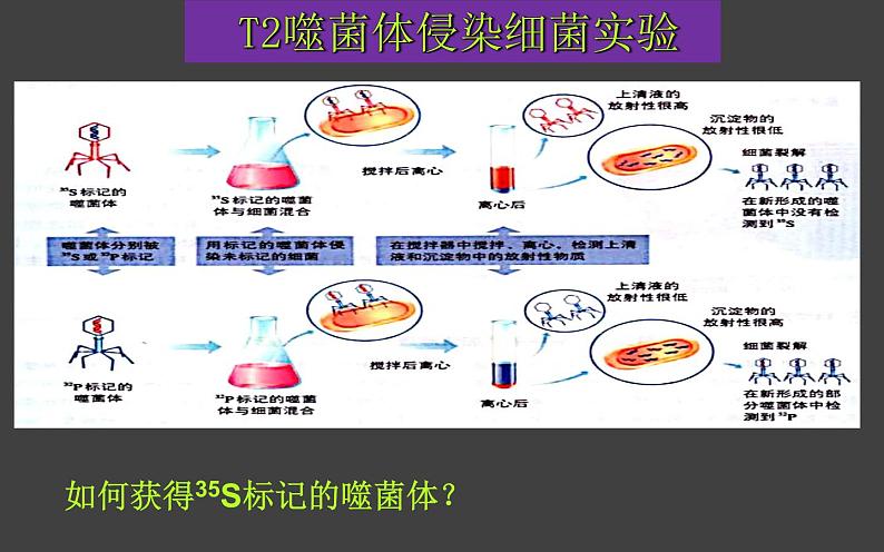 3.1 DNA是主要的遗传物质（第2课时）课件-2020-2021学年人教版（2019）高中生物必修2遗传与进化第5页