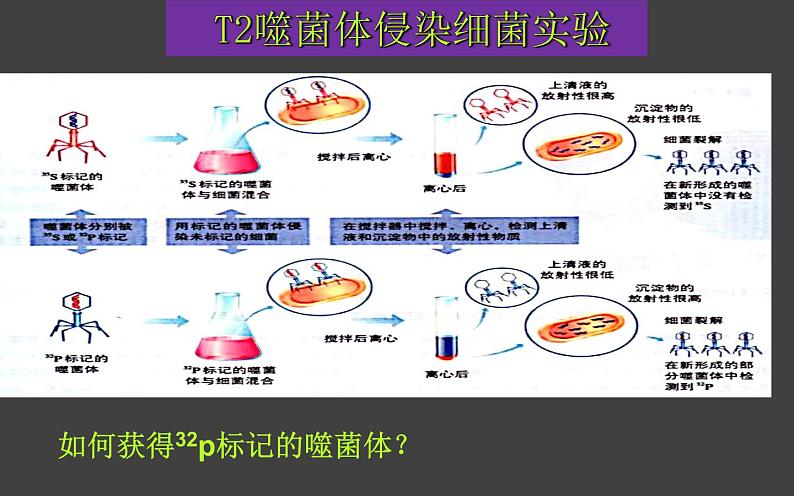 3.1 DNA是主要的遗传物质（第2课时）课件-2020-2021学年人教版（2019）高中生物必修2遗传与进化第6页