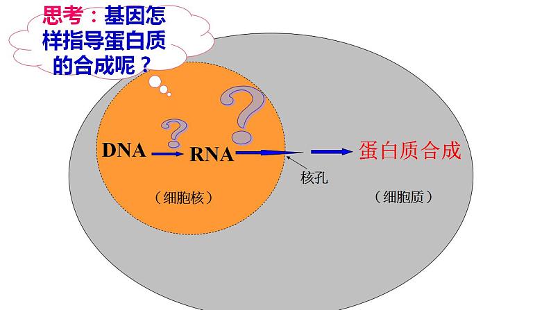 4.1 基因指导蛋白质的合成 课件【新教材】2020-2021学年高一生物人教版（2019）必修二第3页