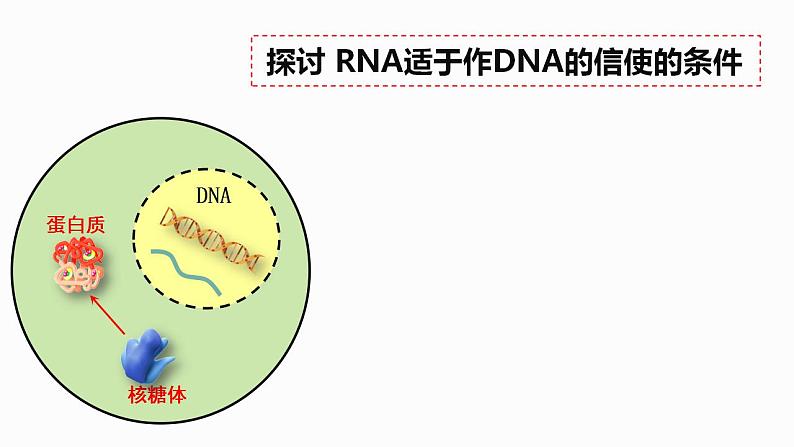 4.1 基因指导蛋白质的合成 课件【新教材】2020-2021学年高一生物人教版（2019）必修二第4页