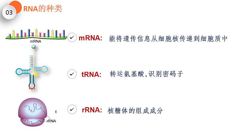 4.1 基因指导蛋白质的合成 课件【新教材】2020-2021学年高一生物人教版（2019）必修二第8页