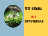 4.2 基因表达与性状的关系 课件【新教材】2020-2021学年高一生物人教版（2019）必修二