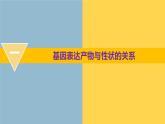 4.2 基因表达与性状的关系 课件【新教材】2020-2021学年高一生物人教版（2019）必修二