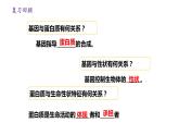 4.2 基因表达与性状的关系 课件【新教材】2020-2021学年高一生物人教版（2019）必修二