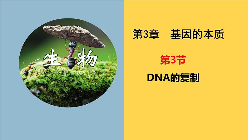 3.3 DNA的复制 课件【新教材】2020-2021学年高一生物人教版（2019）必修二第1页