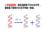 3.3 DNA的复制 课件【新教材】2020-2021学年高一生物人教版（2019）必修二