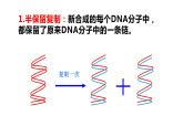 3.3 DNA的复制 课件【新教材】2020-2021学年高一生物人教版（2019）必修二