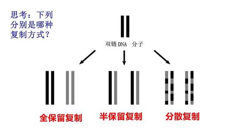 3.3 DNA的复制 课件【新教材】2020-2021学年高一生物人教版（2019）必修二第8页