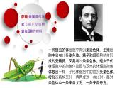 2.2 基因在染色体上 课件【新教材】2020-2021学年高一生物人教版（2019）必修二