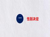2.3 伴性遗传 课件【新教材】2020-2021学年高一生物人教版（2019）必修二