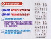 2.3 伴性遗传 课件【新教材】2020-2021学年高一生物人教版（2019）必修二
