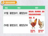 2.3 伴性遗传 课件【新教材】2020-2021学年高一生物人教版（2019）必修二