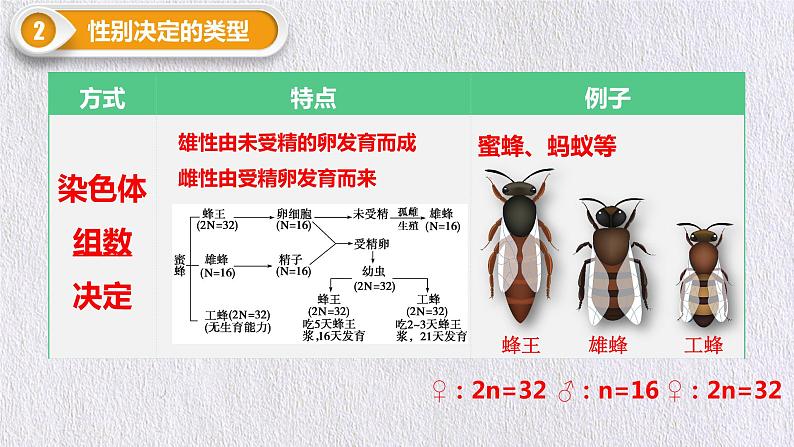 2.3 伴性遗传 课件【新教材】2020-2021学年高一生物人教版（2019）必修二06