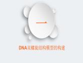 3.2 DNA的结构 课件【新教材】2020-2021学年高一生物人教版（2019）必修二