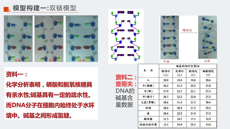 3.2 DNA的结构 课件【新教材】2020-2021学年高一生物人教版（2019）必修二第7页