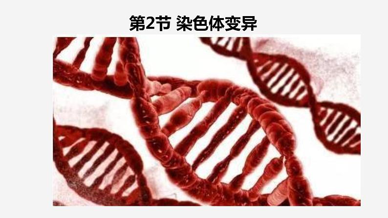 5.2 染色体变异  课件【新教材】2020-2021学年高一生物人教版（2019）必修二07