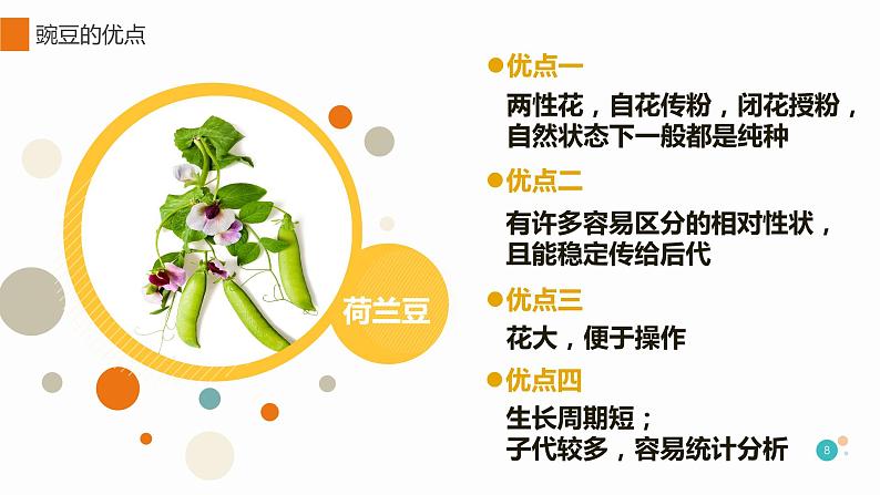 1.1 孟德尔的豌豆杂交实验（一）课件【新教材】2020-2021学年高一生物人教版（2019）必修二第8页