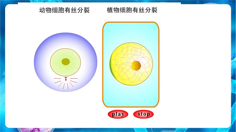 2.1 减数分裂和受精作用 课件【新教材】2020-2021学年高一生物人教版（2019）必修二03