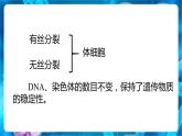 2.1 减数分裂和受精作用 课件【新教材】2020-2021学年高一生物人教版（2019）必修二