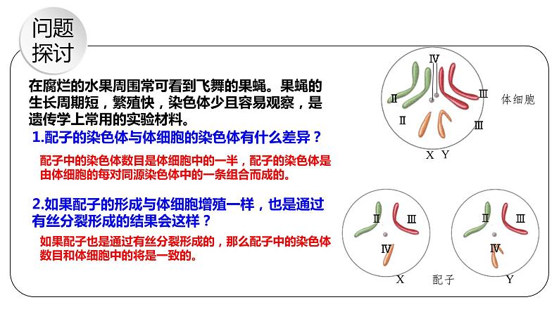 2.1 减数分裂和受精作用 课件【新教材】2020-2021学年高一生物人教版（2019）必修二05