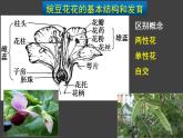 盂德尔的豌豆杂交实验（一）PPT课件免费下载