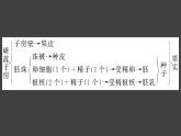 盂德尔的豌豆杂交实验（一）PPT课件免费下载