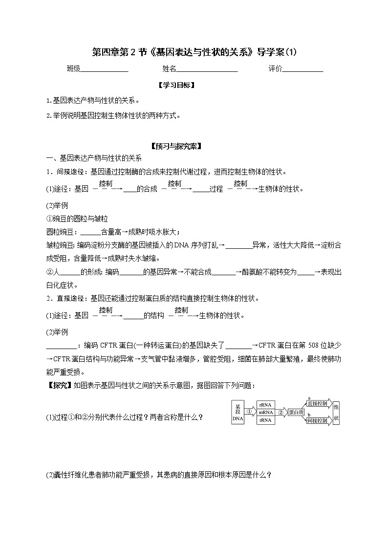 4.2 基因表达与性状的关系01 导学案【新教材】2020-2021学年高一生物人教版（2019）必修二第1页