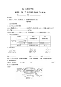 人教版 (2019)必修2《遗传与进化》第4章 基因的表达第1节 基因指导蛋白质的合成导学案及答案