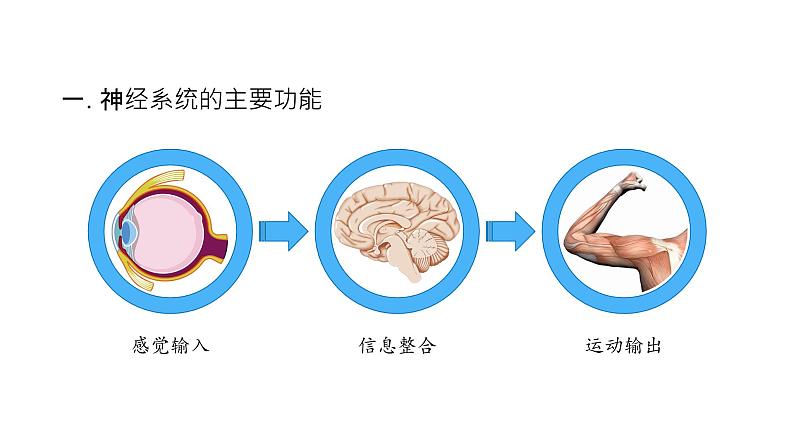 神经调节的结构基础PPT课件免费下载05