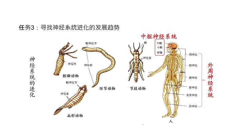 神经调节的结构基础PPT课件免费下载07