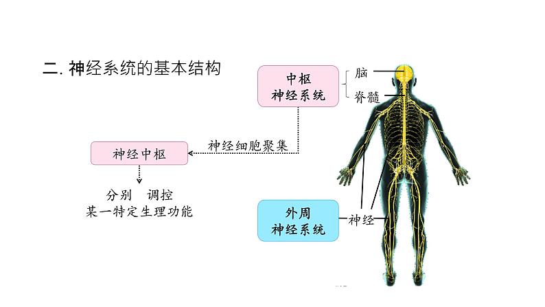 神经调节的结构基础PPT课件免费下载08