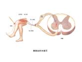 神经调节的基本方式PPT课件免费下载