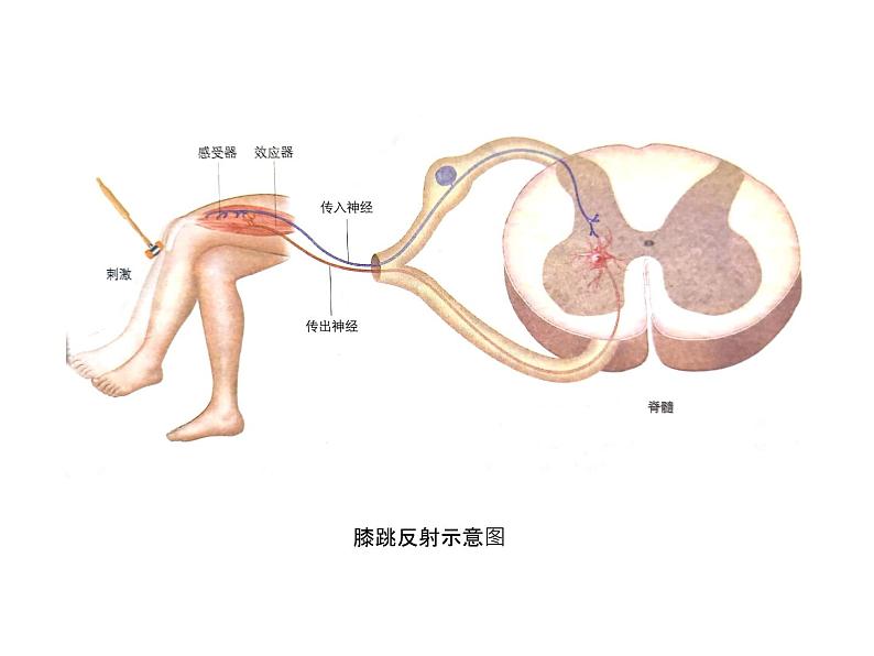 神经调节的基本方式PPT课件免费下载04