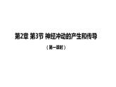 2.3神经冲动的产生和传导 第1课时 课件【新教材】人教版（2019）高中生物选择性必修一