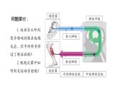 2.3神经冲动的产生和传导 第1课时 课件【新教材】人教版（2019）高中生物选择性必修一