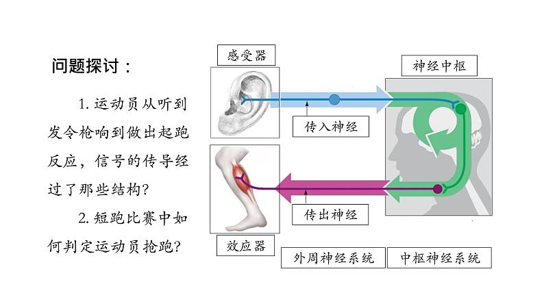 2.3神经冲动的产生和传导 第1课时 课件【新教材】人教版（2019）高中生物选择性必修一02