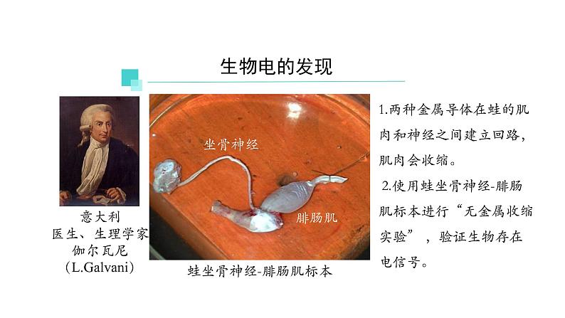 2.3神经冲动的产生和传导 第1课时 课件【新教材】人教版（2019）高中生物选择性必修一03