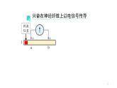 2.3神经冲动的产生和传导 第1课时 课件【新教材】人教版（2019）高中生物选择性必修一