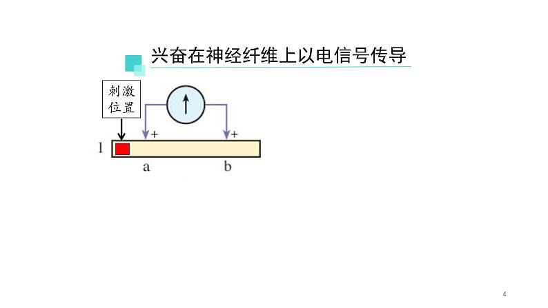 2.3神经冲动的产生和传导 第1课时 课件【新教材】人教版（2019）高中生物选择性必修一04