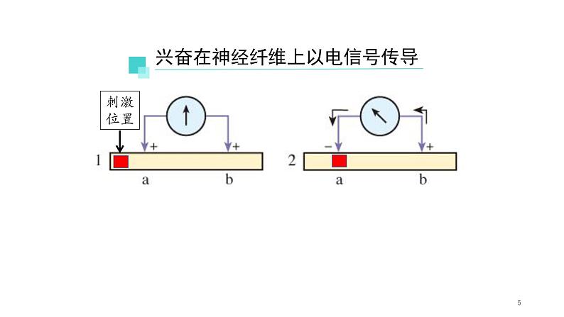 2.3神经冲动的产生和传导 第1课时 课件【新教材】人教版（2019）高中生物选择性必修一05