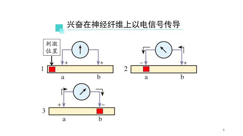 2.3神经冲动的产生和传导 第1课时 课件【新教材】人教版（2019）高中生物选择性必修一06