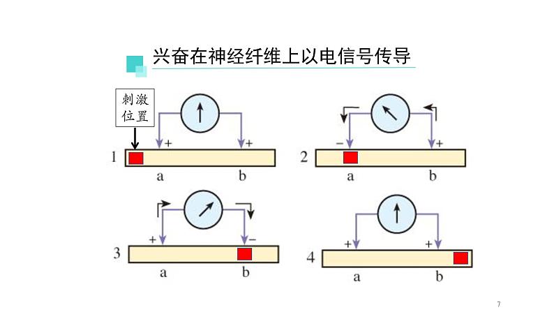 2.3神经冲动的产生和传导 第1课时 课件【新教材】人教版（2019）高中生物选择性必修一07