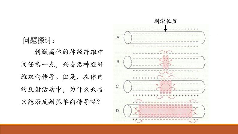 神经冲动的产生和传导PPT课件免费下载02