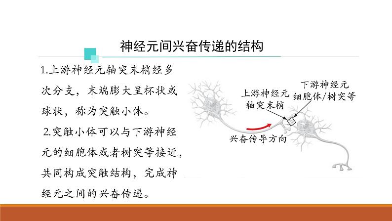 神经冲动的产生和传导PPT课件免费下载03