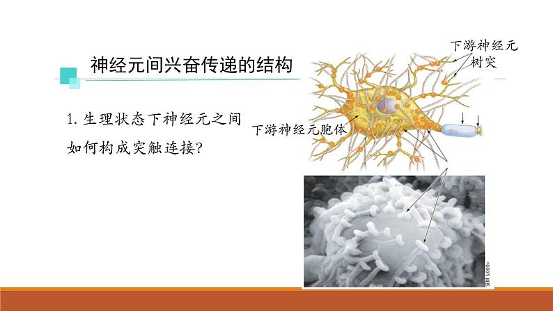 神经冲动的产生和传导PPT课件免费下载04