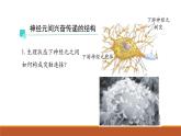 神经冲动的产生和传导PPT课件免费下载